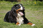 lying Bernese Mountain Dog