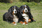 lying Bernese Mountain Dogs