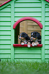 Bernese Mountain Dog Puppies