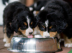 Bernese Mountain Dog Puppies