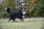 playing Bernese Mountain Dog