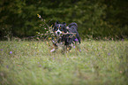 playing Bernese Mountain Dog