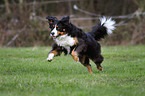 running Bernese Mountain Dog