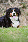 lying Bernese Mountain Dog