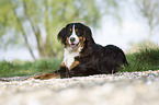 lying Bernese Mountain Dog