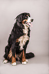 sitting Bernese Mountain Dog