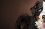 Bernese Mountain Dog face