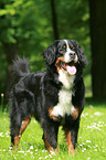 standing Bernese Mountain Dog