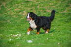 walking Bernese Mountain Dog