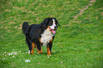 walking Bernese Mountain Dog