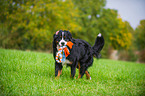 playing Bernese Mountain Dog