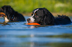 2 Bernese Mountain Dogs