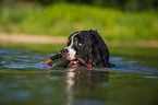 playing Bernese Mountain Dog