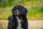 Bernese Mountain Dog Portrait