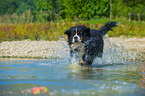 running Bernese Mountain Dog