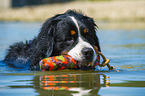 swimming Bernese Mountain Dog