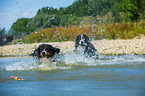 2 Bernese Mountain Dogs