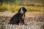 young Bernese Mountain Dog