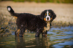 young Bernese Mountain Dog