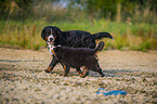 2 Bernese Mountain Dogs