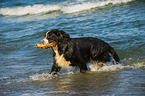 playing Bernese Mountain Dog