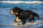 playing Bernese Mountain Dog