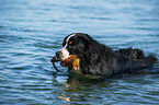 swimming Bernese Mountain Dog