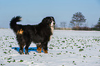 standing Bernese Mountain Dog