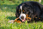 lying Bernese Mountain Dog