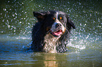 bathing Bernese Mountain Dog