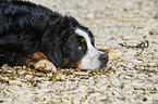 lying Bernese Mountain Dog