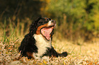 lying Bernese Mountain Dog