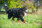 playing Bernese Mountain Dog