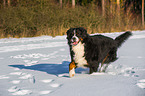 walking Bernese Mountain Dog