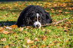 lying Bernese Mountain Dog