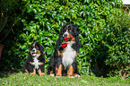 Bernese Mountain Dogs