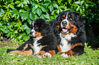 Bernese Mountain Dogs