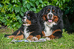 Bernese Mountain Dogs