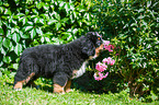 Bernese Mountain Dog Puppy