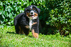 Bernese Mountain Dog Puppy