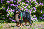 Bernese Mountain Dog