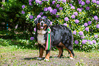 Bernese Mountain Dog