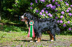 Bernese Mountain Dog