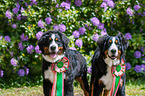 2 Bernese Mountain Dogs