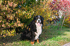 sitting Bernese Mountain Dog