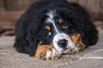 young Bernese Mountain Dog