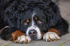 lying Bernese Mountain Dog