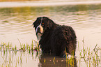 bathing Bernese Mountain Dog