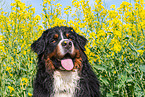 Bernese Mountain Dog Portrait