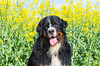 Bernese Mountain Dog Portrait